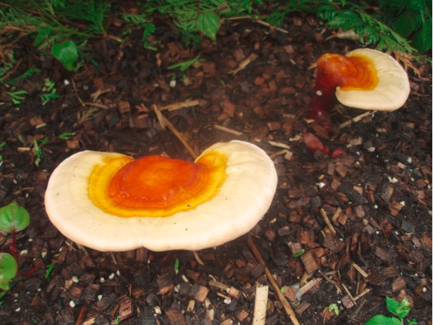 Ganoderma lucidum | Reishi Outdoor Spawn-Bag
